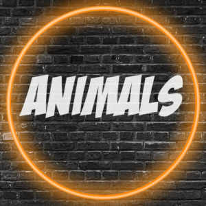 Animal Designs